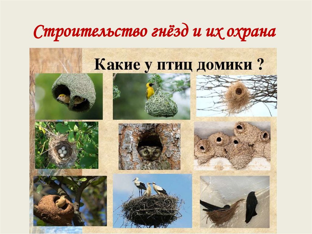 Птичьи гнезда картинки для детей