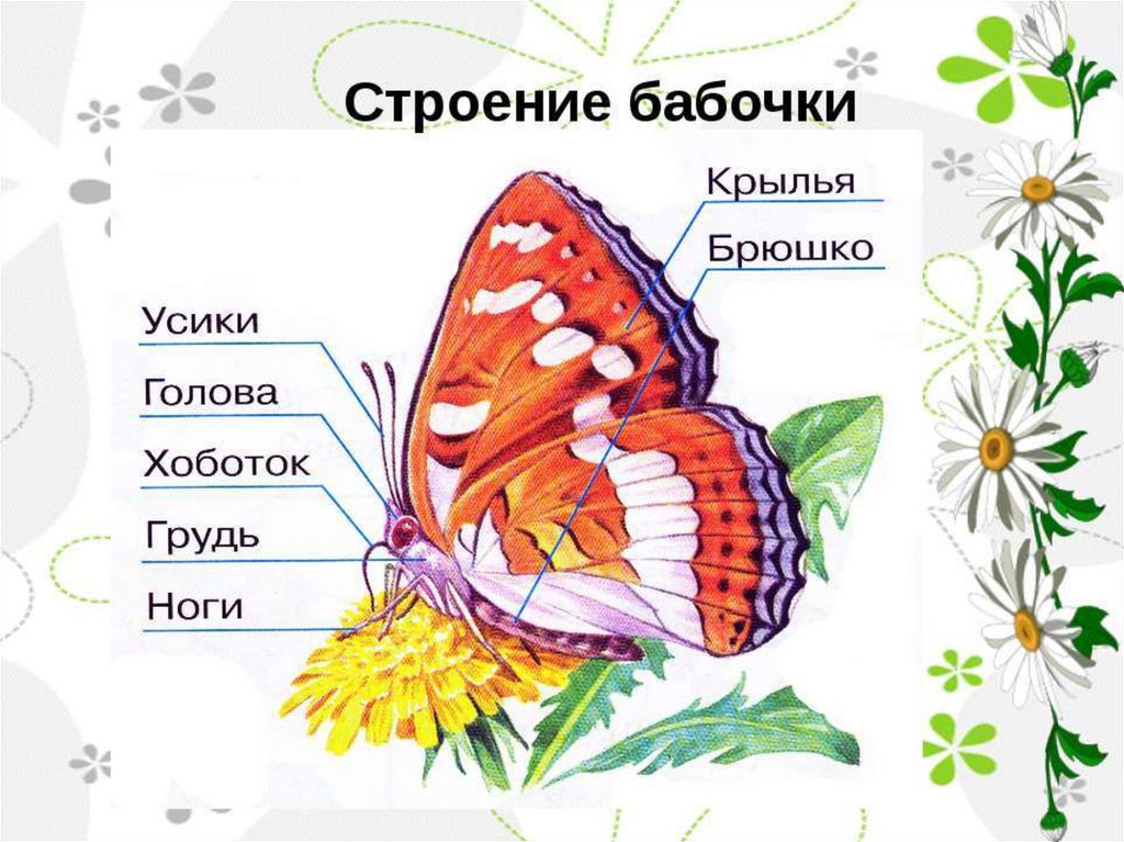 Схема строения бабочки для детей