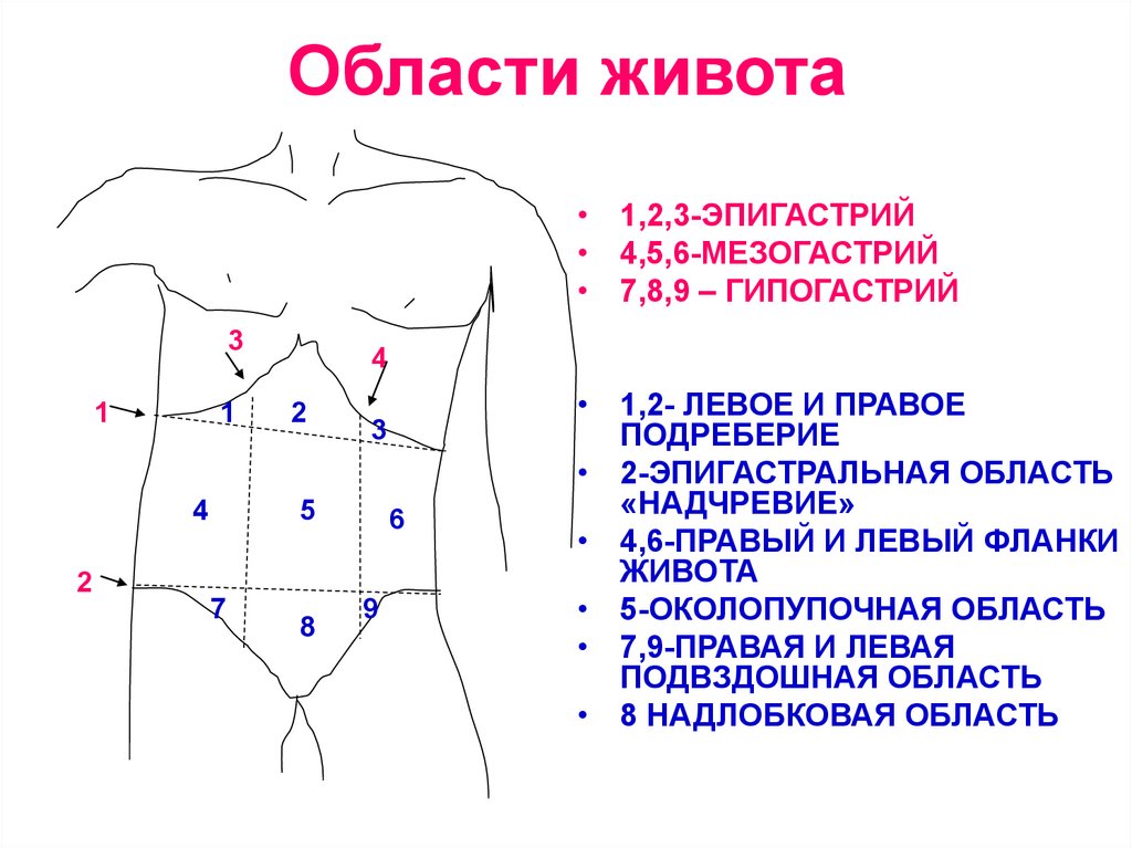 Где находится правая подвздошная область у женщин фото