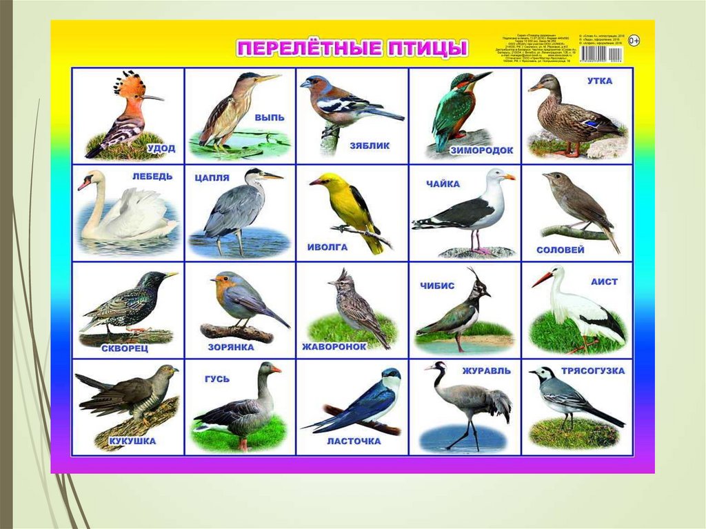 Картинки с изображением перелетных птиц