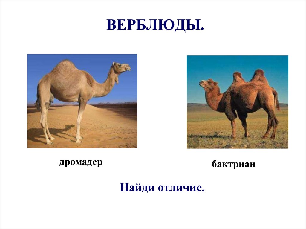 Где Можно Купить Желудок Верблюда В Москве