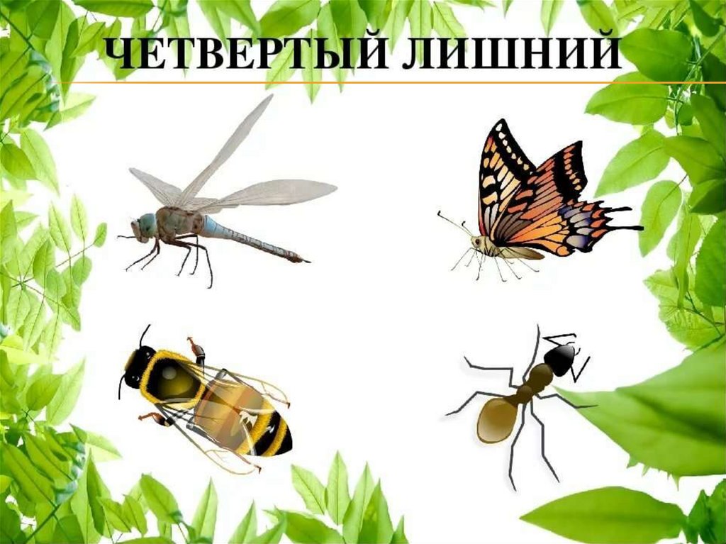 Кто лишний насекомые картинки