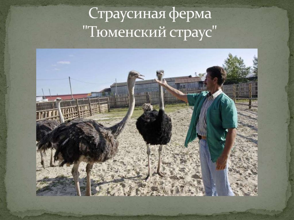 Страусиная ферма "Тюменский страус"