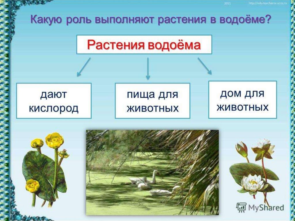 Растения водоема картинки для детей