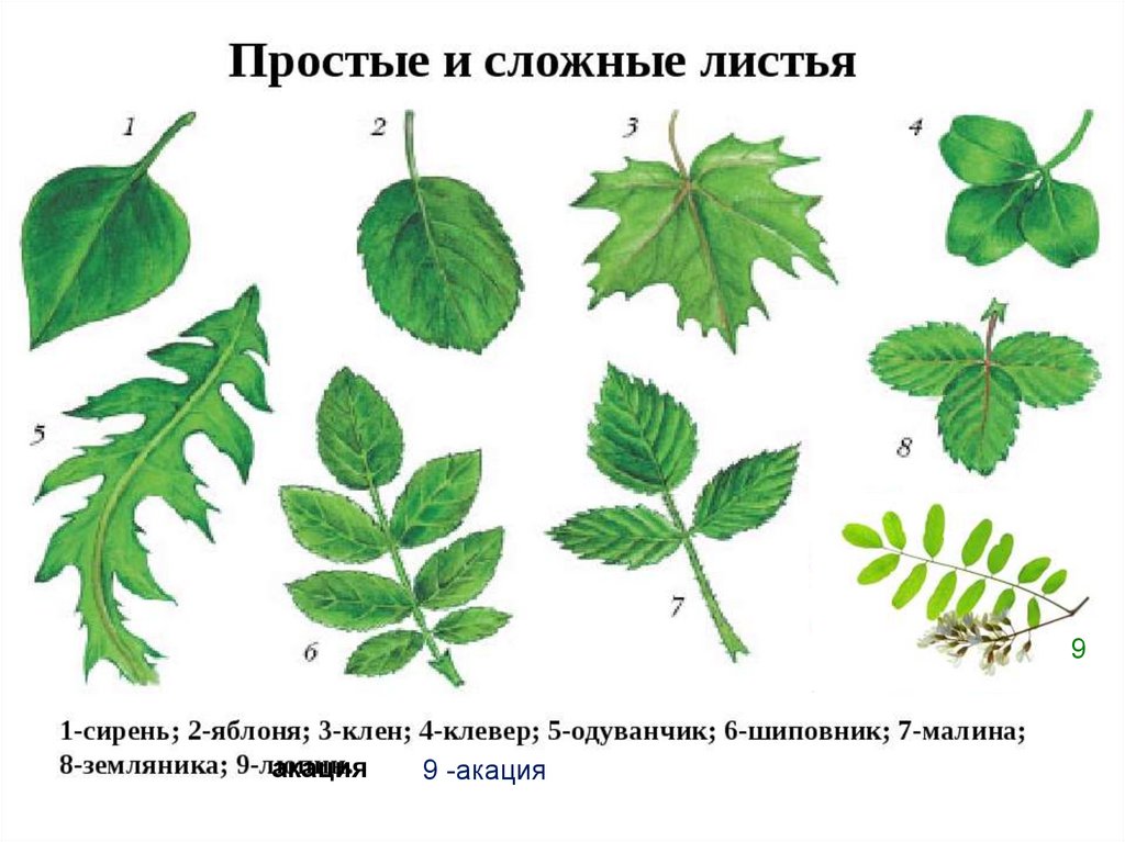 Простые листья картинки