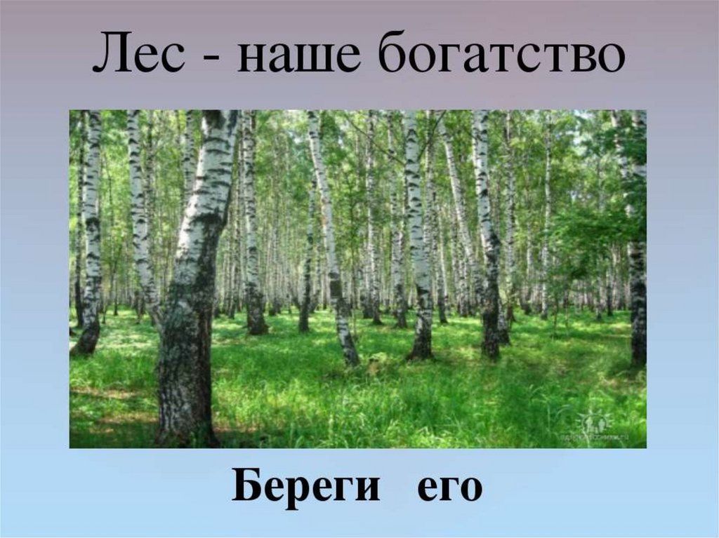 Презентация лес наше богатство для подготовительной группы