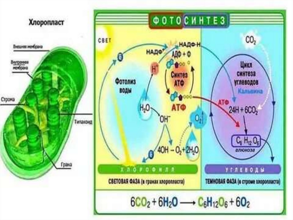 Фотосинтез в картинках егэ