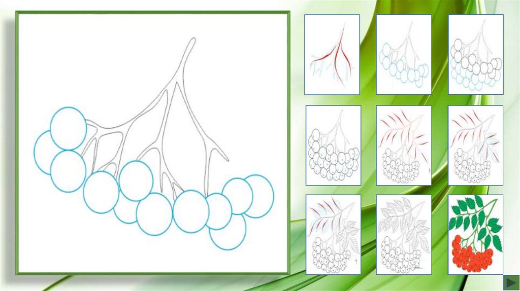 Гроздь рябины рисунок для детей средней группы