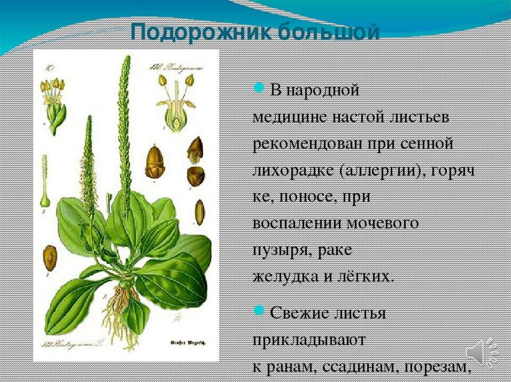 Лекарственные растения татарстана с картинками и названиями презентация