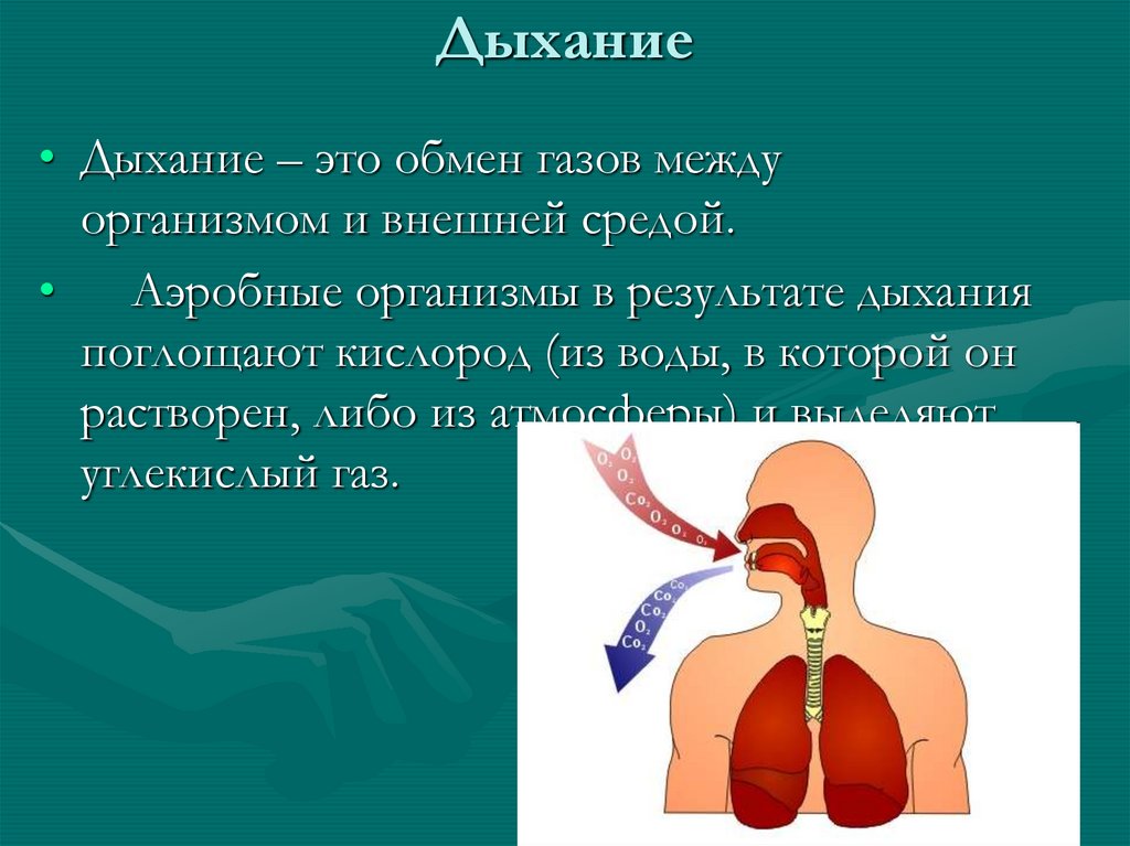 Дыхательная система картинки для презентации