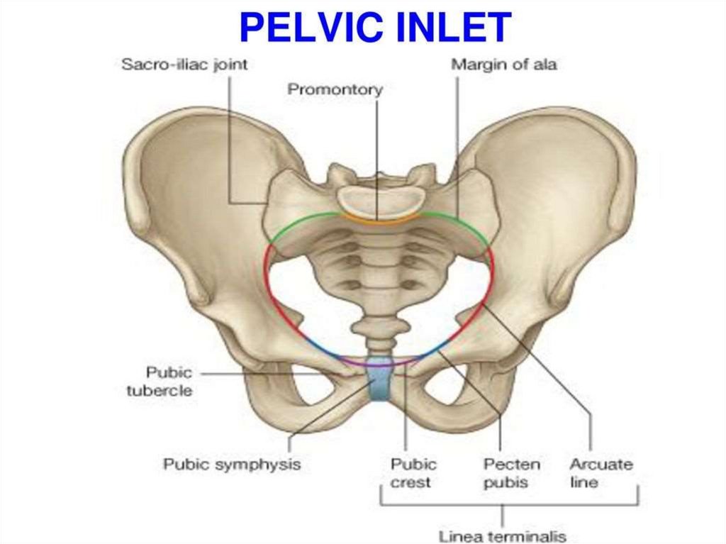 Анатомия таза презентация