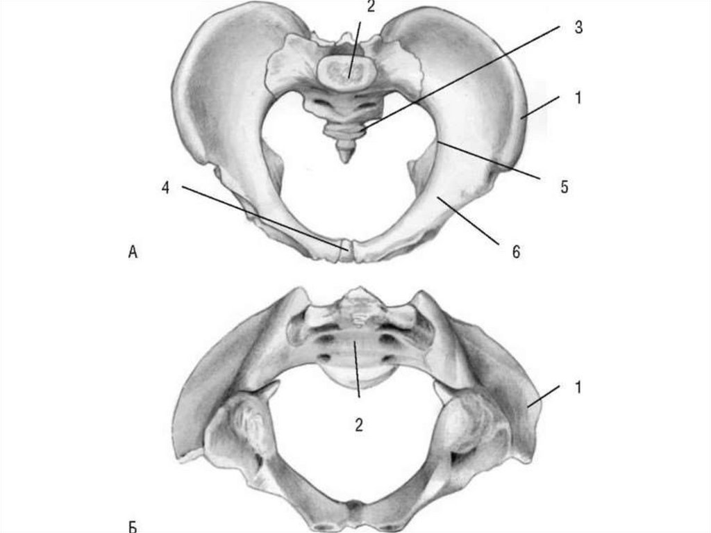 Анатомия таза презентация