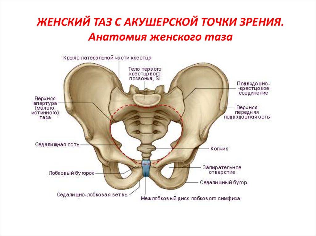 Схема таза женщины