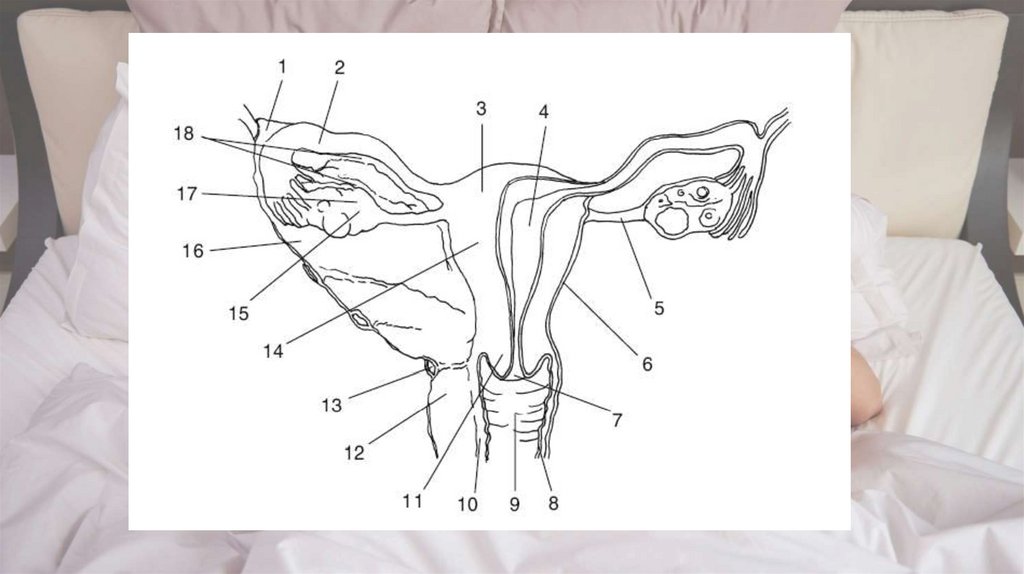 Как Подготовить Женские Половые Органы К Сексу