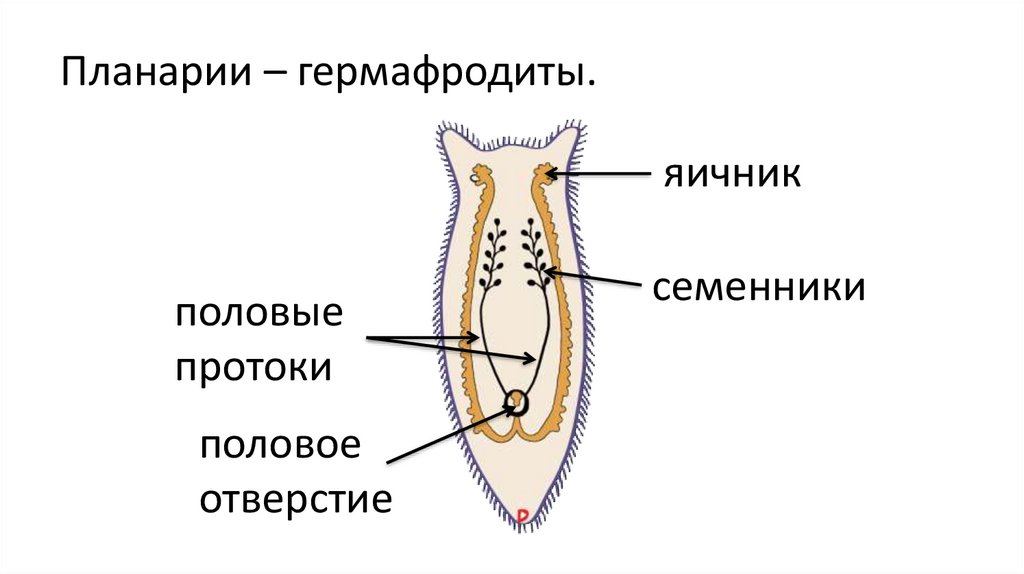 Голая гермафродит показывает половой орган