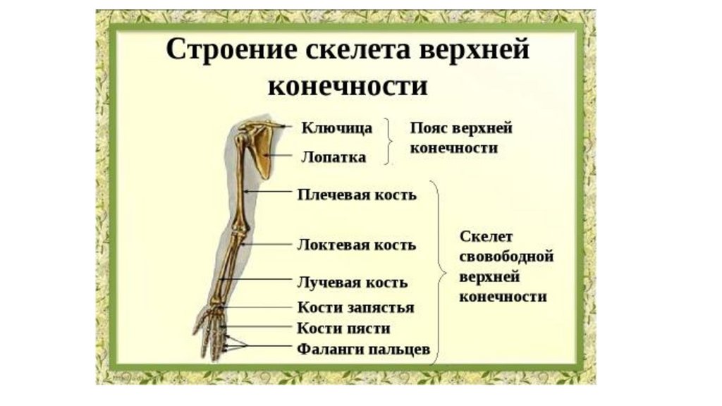 Кости верхней конечности анатомия презентация