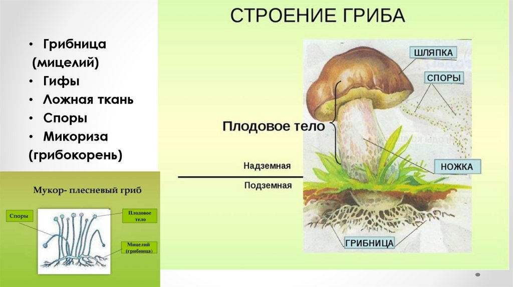 Строение шляпочных грибов рисунок