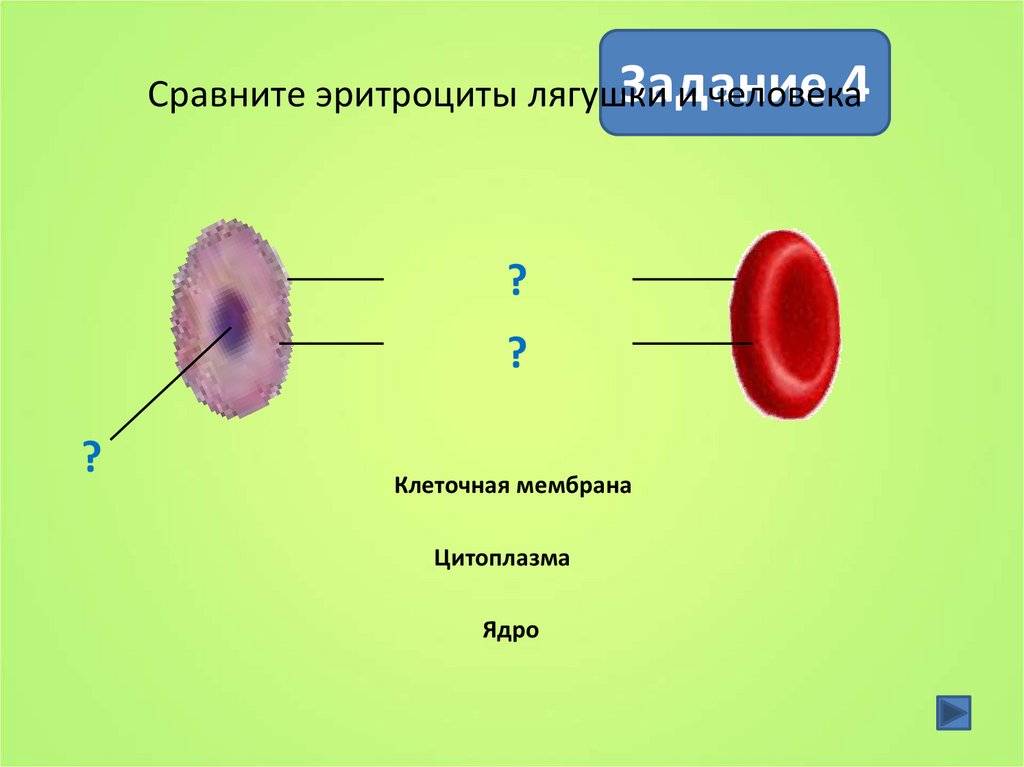 Эритроцит как нарисовать