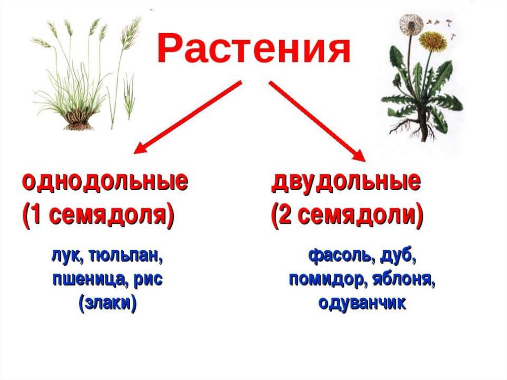 Однодольные растения картинки