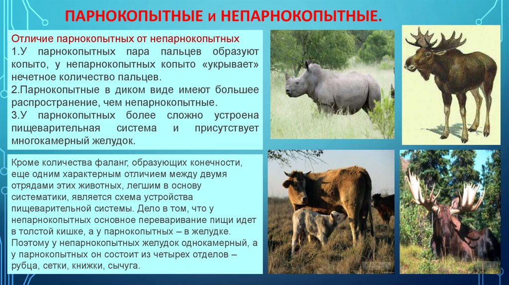 Презентация парнокопытные и непарнокопытные