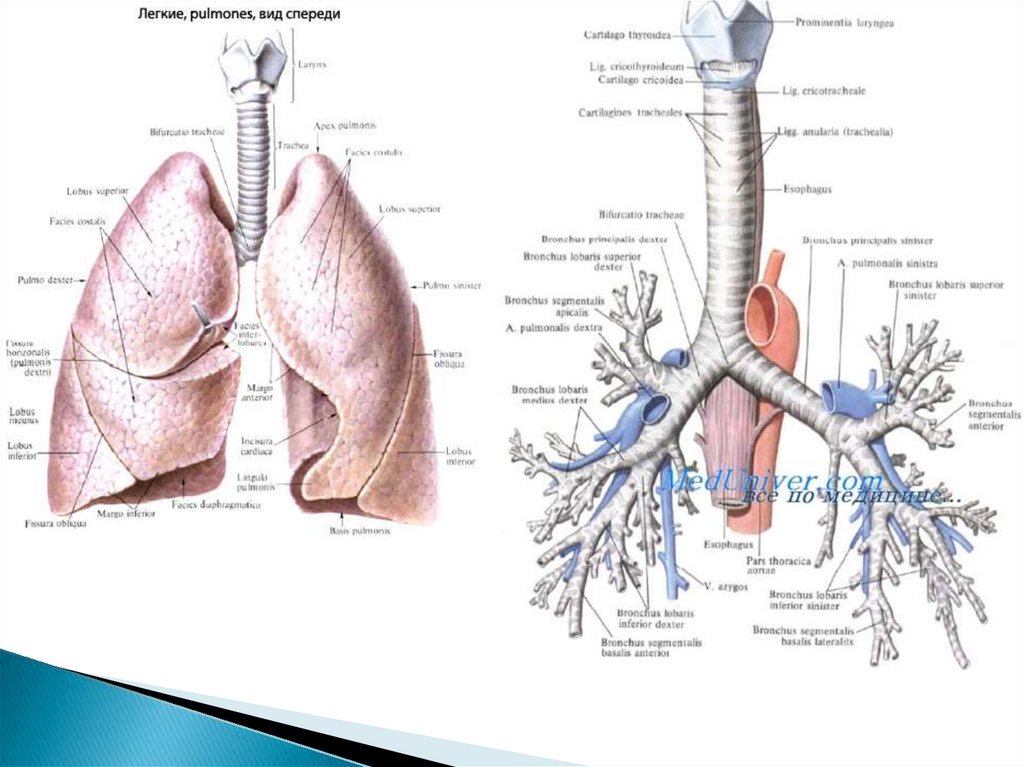 Где находятся бронхи у человека фото спереди и сзади у женщин