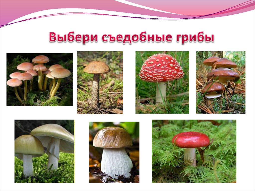 Выбери съедобные грибы
