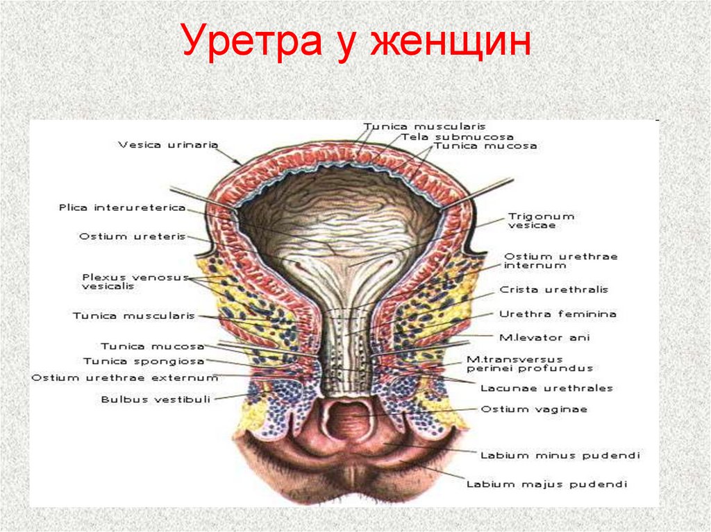 Уретра у женщин схема