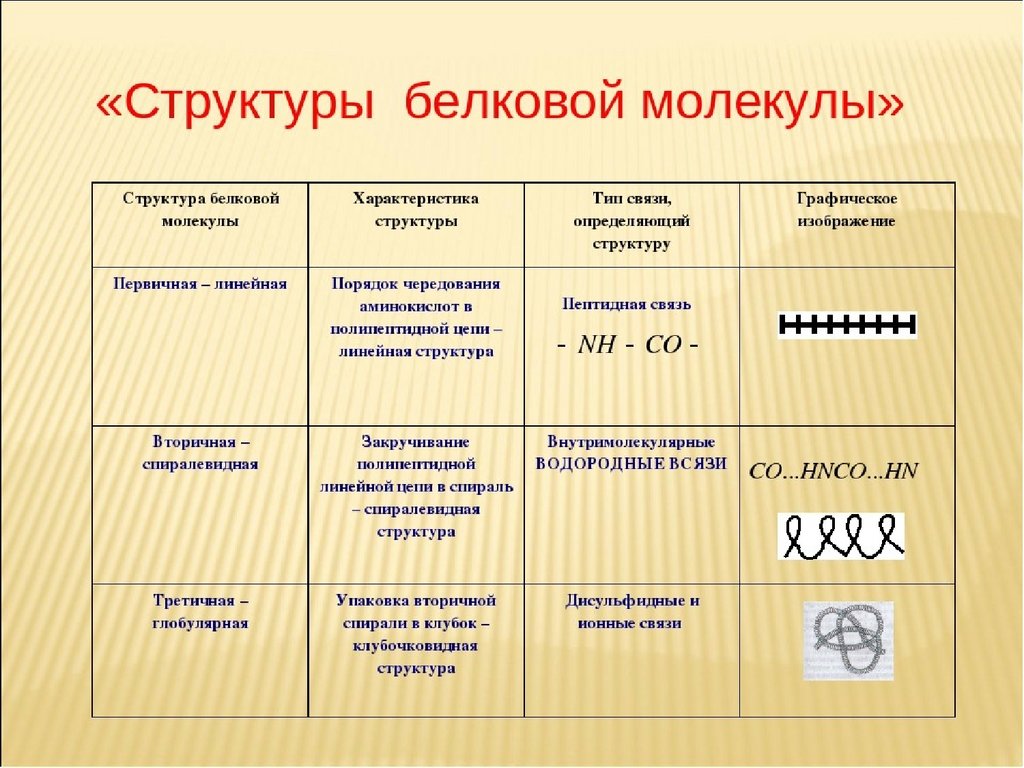 Назовите структуру белковой молекулы изображенную на рисунке какие взаимодействия и химические связи