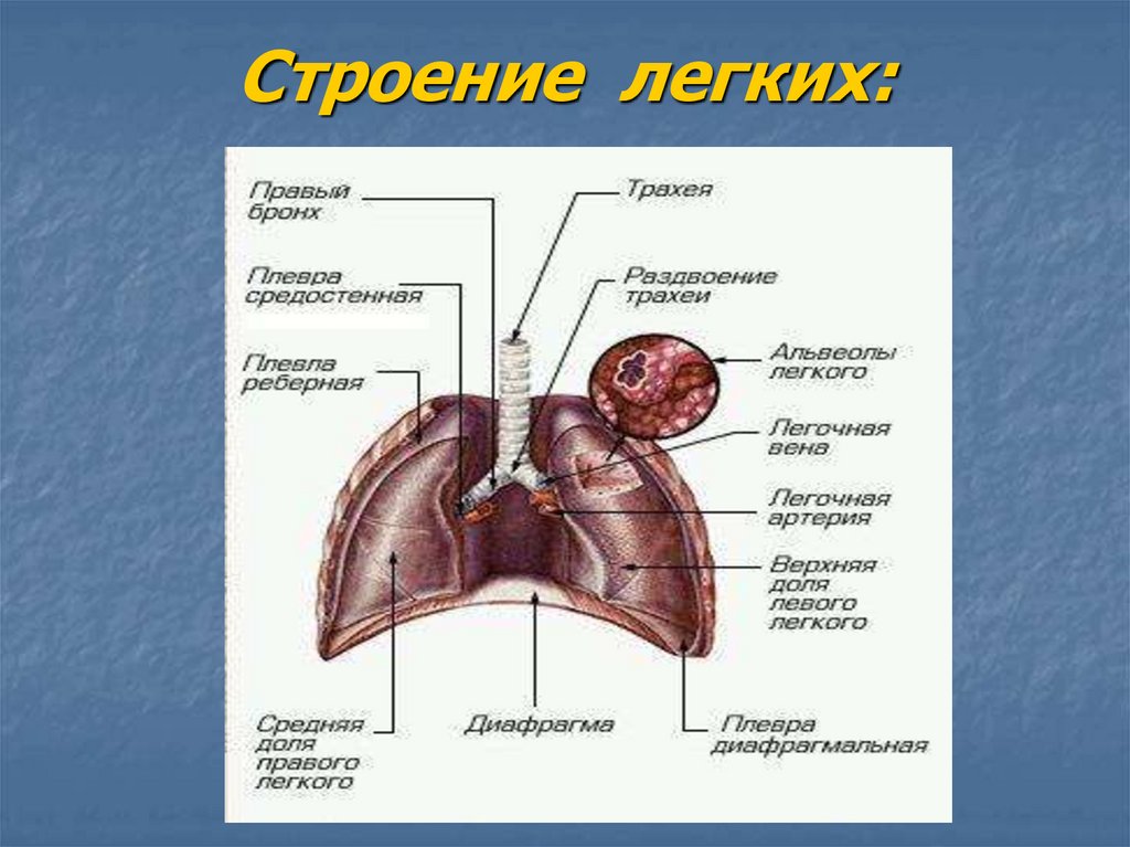 Строение легких рисунок с подписями