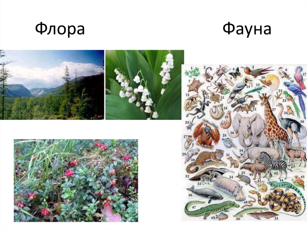 Флора и фауна рисунок