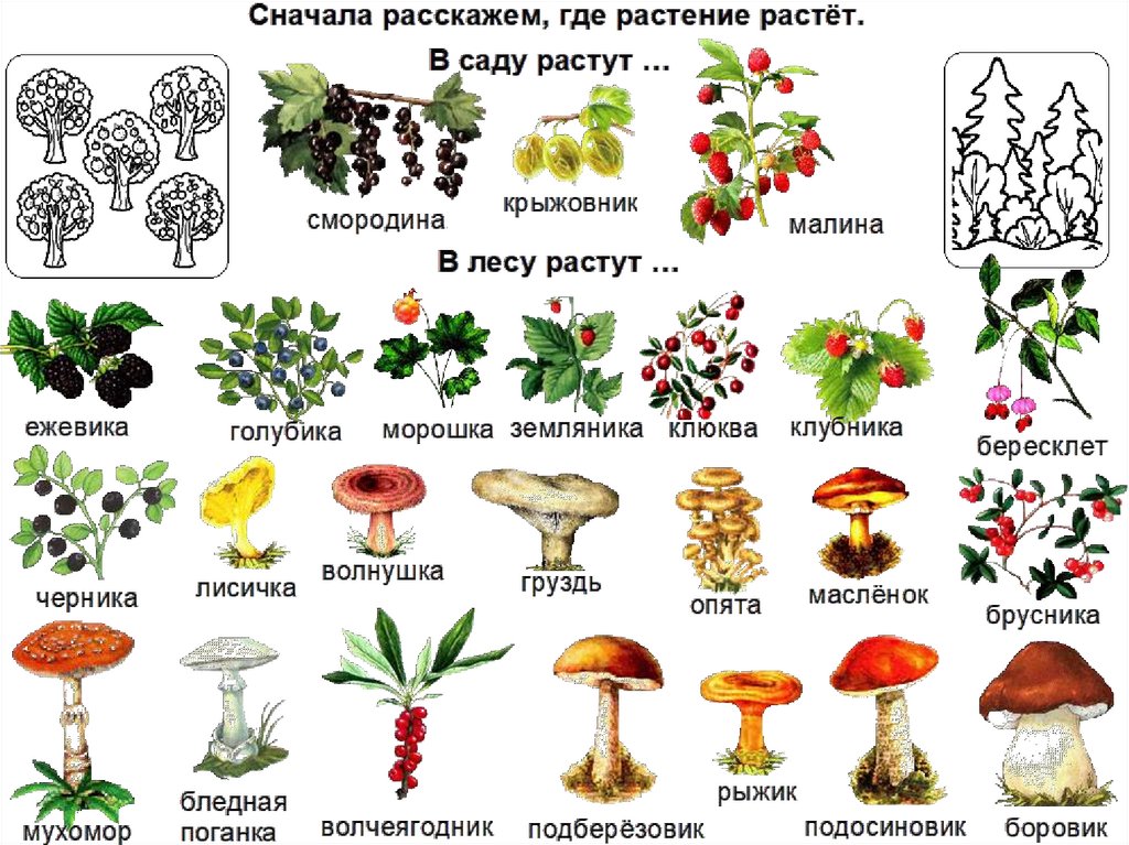 Ядовитые ягоды картинки