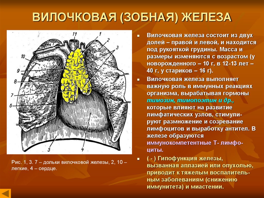 Картинки тимус вилочковая железа