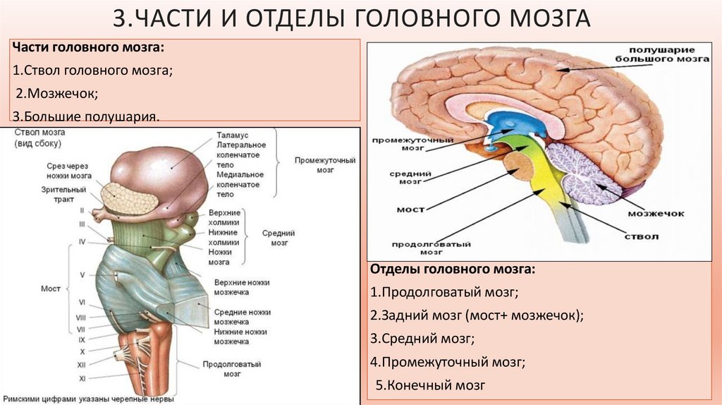 Строение задних отделов головного мозга схема