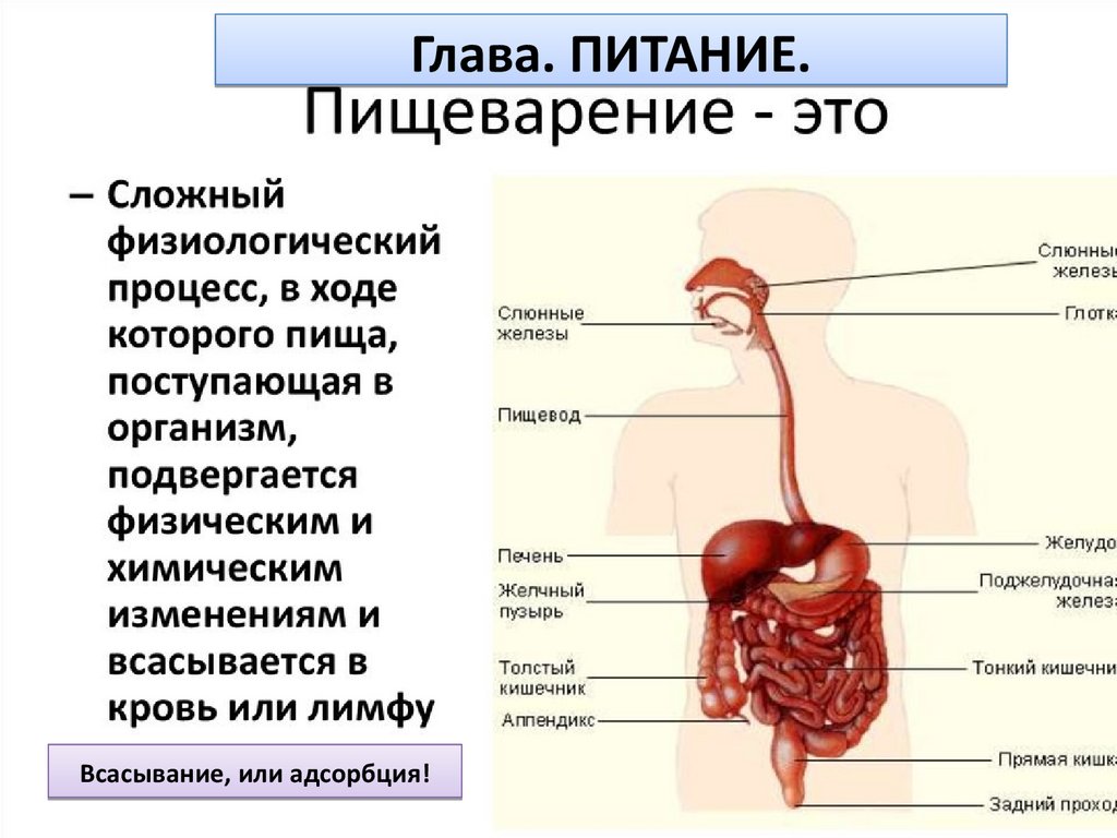 Картинки по пищеварению