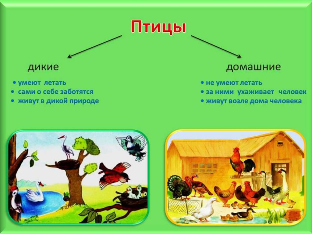 Домашние и дикие птицы картинки