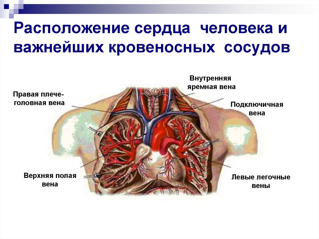 Анатомия человека где находится сердце у человека фото