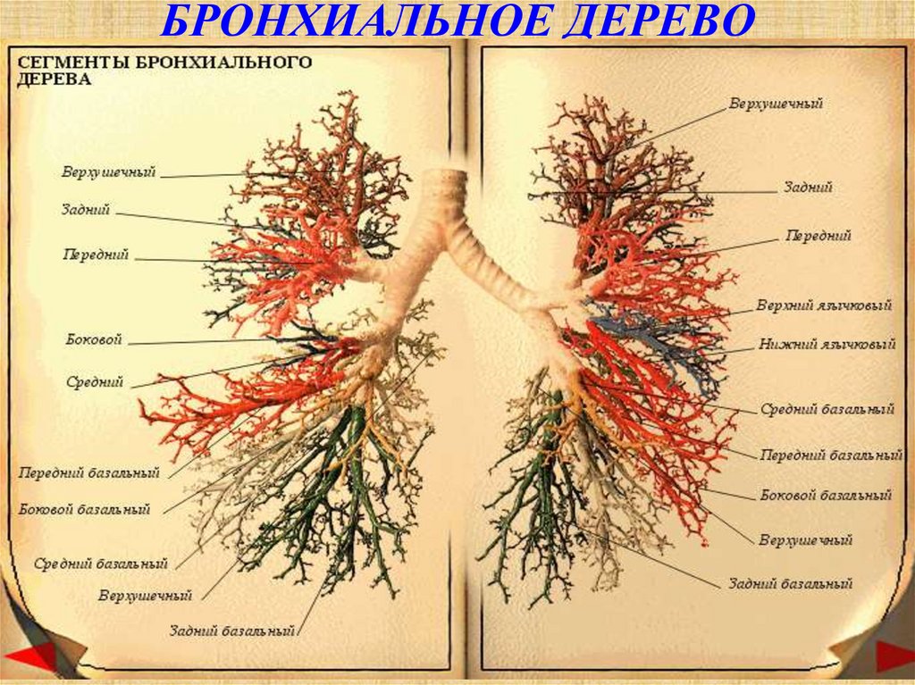 Бронхи где находятся у человека показать фото с названиями и описанием