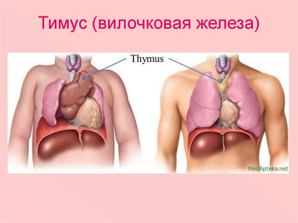 Картинки тимус вилочковая железа