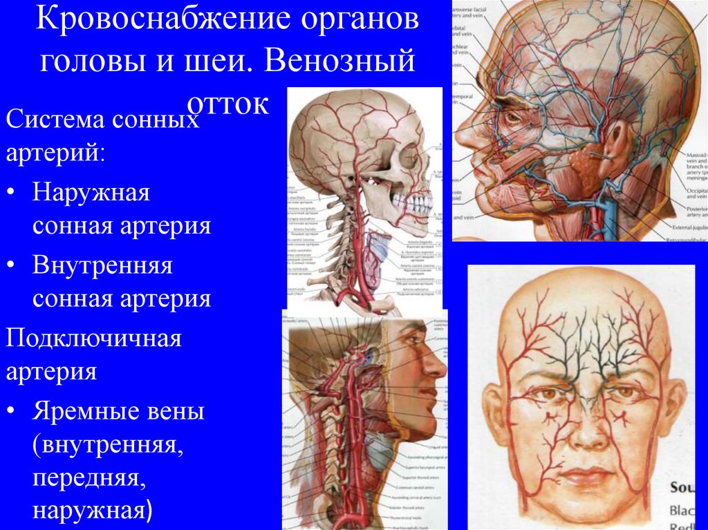 Вены Шеи И Головы С Подписями