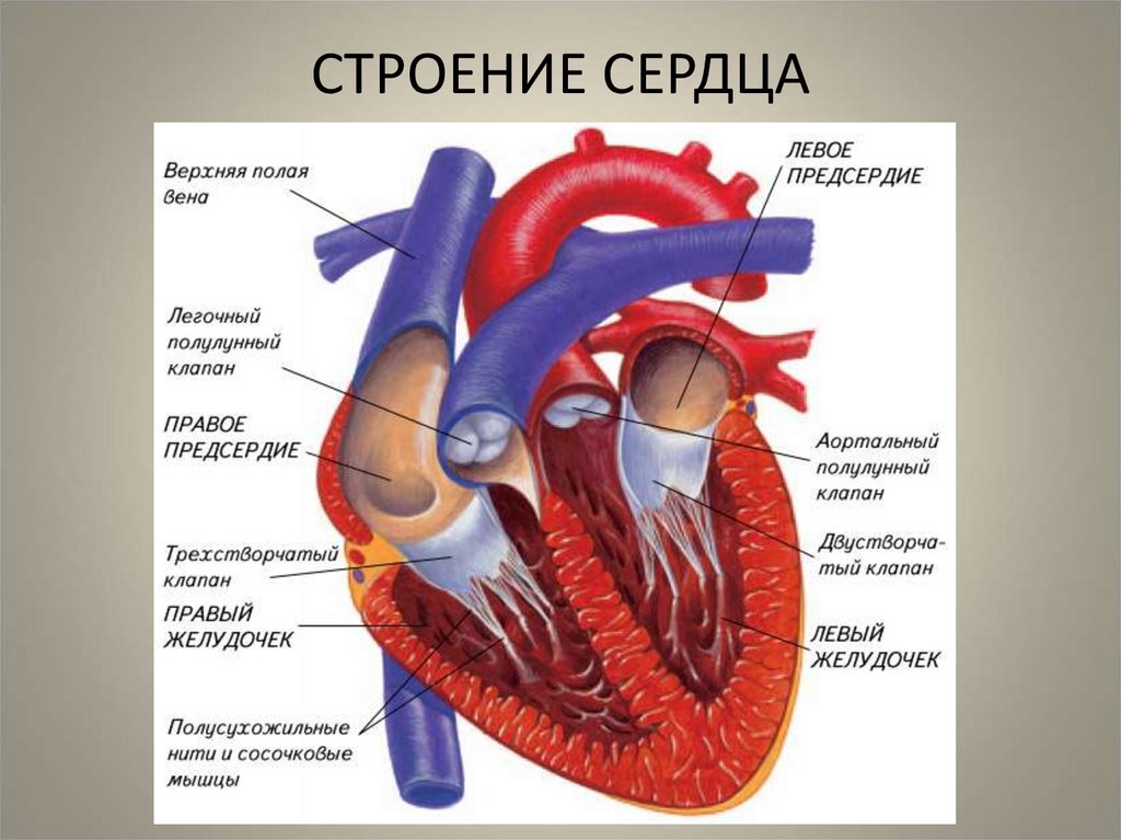 Структура сердца человека схема