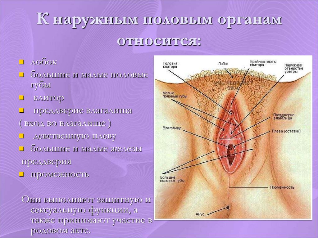 Секс Внутренние Половые Органы