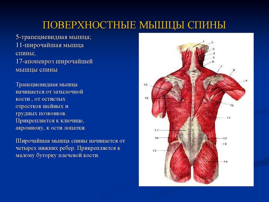 Мышцы спины презентация