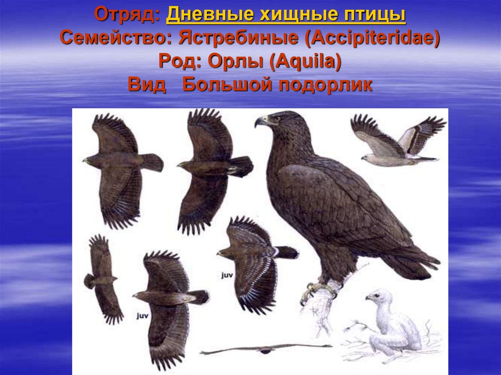 Хищные птицы вологодской области фото с названиями и описанием