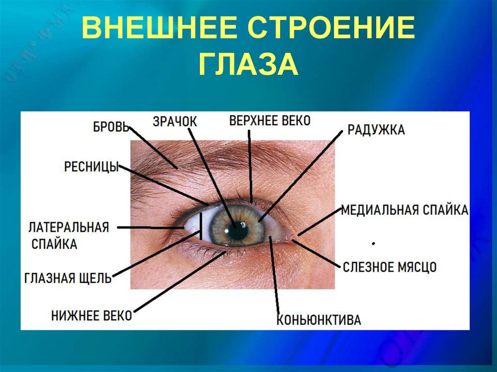 Строение глаза и века человека схема