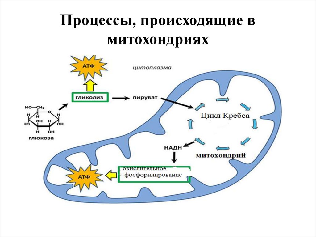 3 этап клеточного дыхания