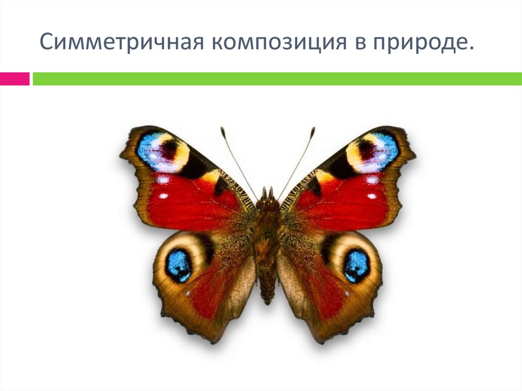 Симметричная композиция в природе.