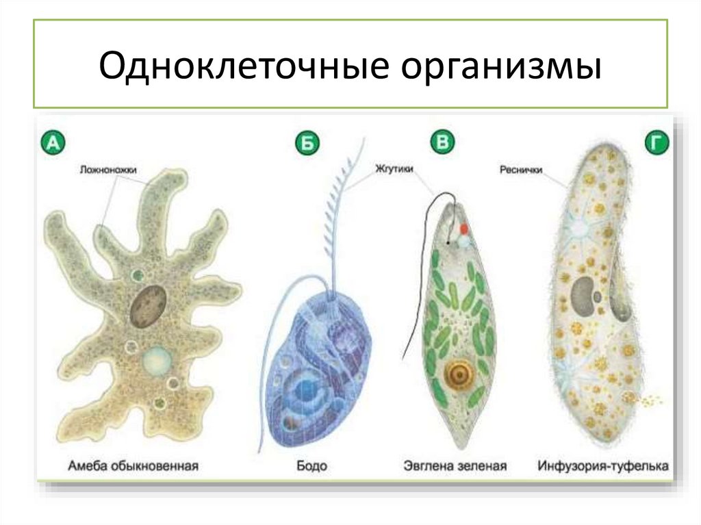 Презентация бактерии мельчайшие одноклеточные живые существа. Одноклеточные организмы. Одноклеточные организмы названия. Слияние одноклеточных организмов. Одноклеточные организмы с ядром.