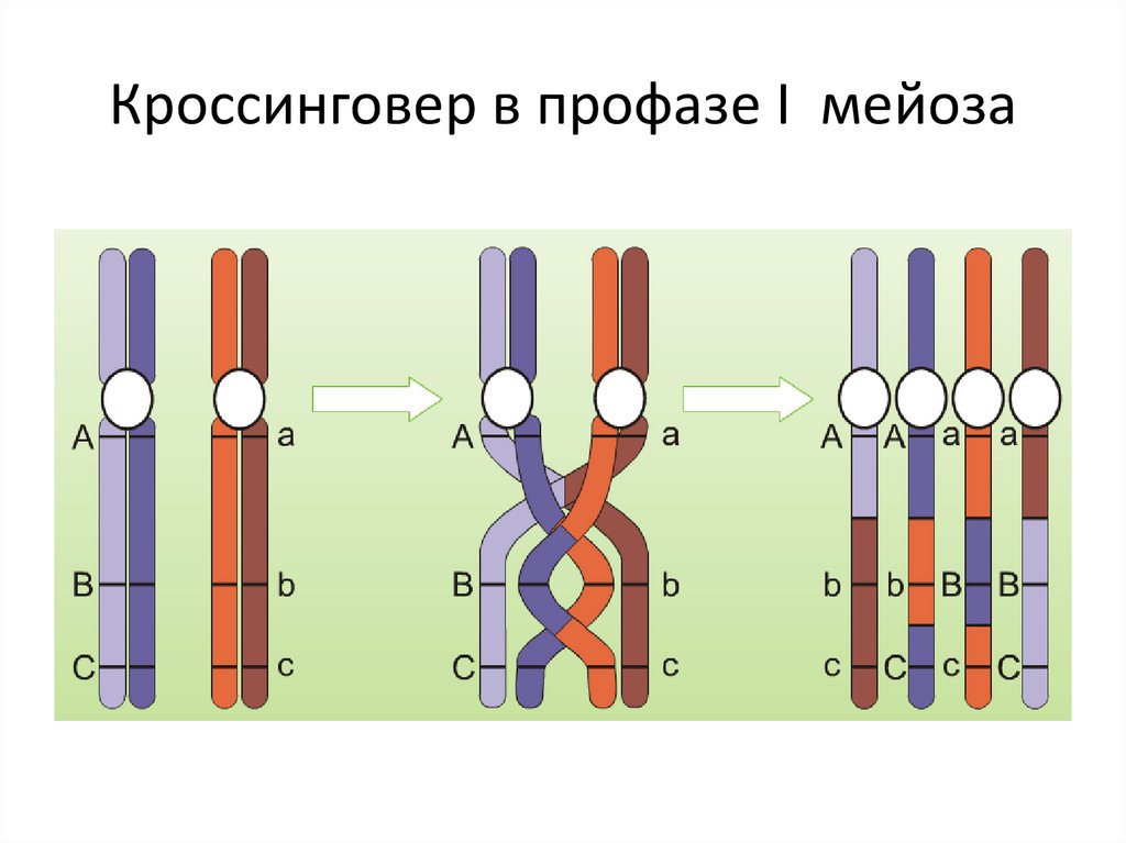 3 конъюгация хромосом происходит в мейоза