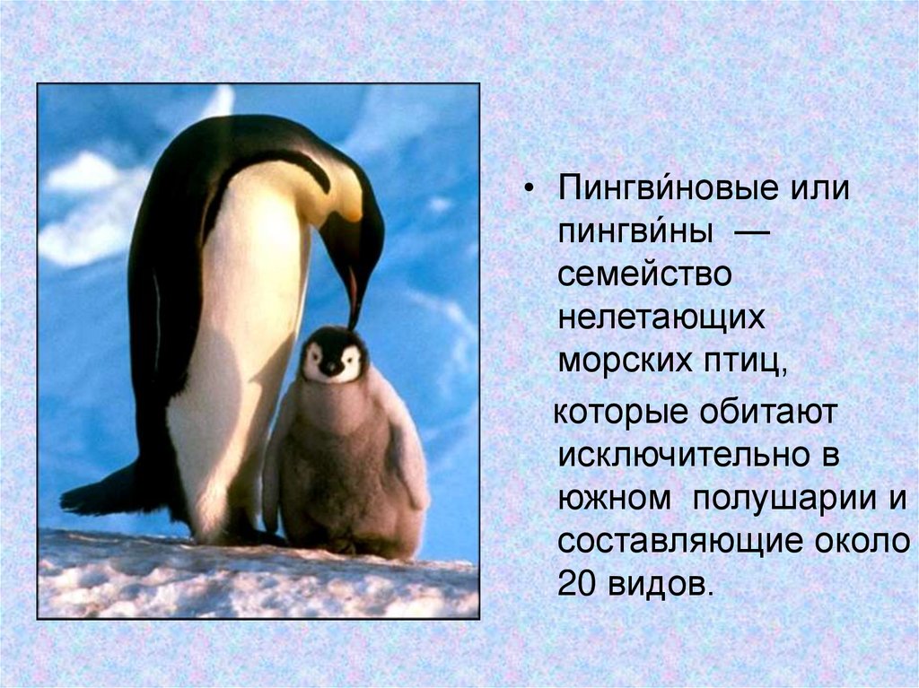 Рассказы про пингвинов для детей. Презентация на тему пингвины. Рассказ о пингвине. Доклад про пингвинов. Пингвин описание для детей.