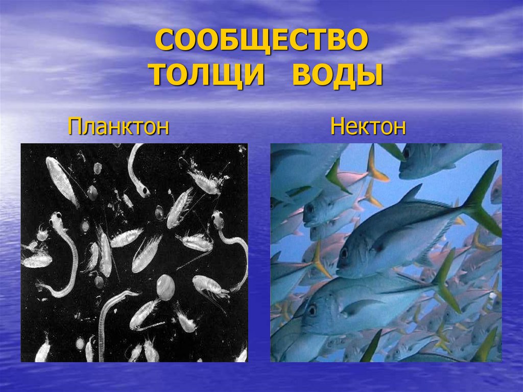 Сообщество толщи воды. Планктон Нектон бентос. Что такое бентос в биологии 5 класс. Что такое планктон Нектон и бентос в океане. Планктон Нектон бентос биология.